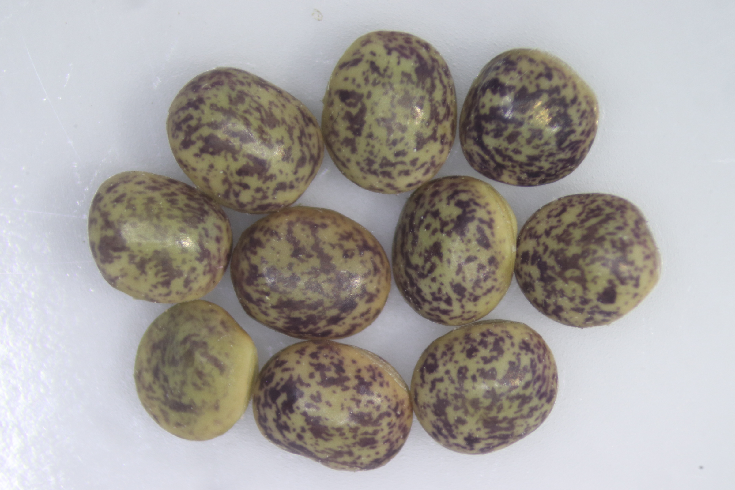 Datei:Wiesenplatterbse3.jpg