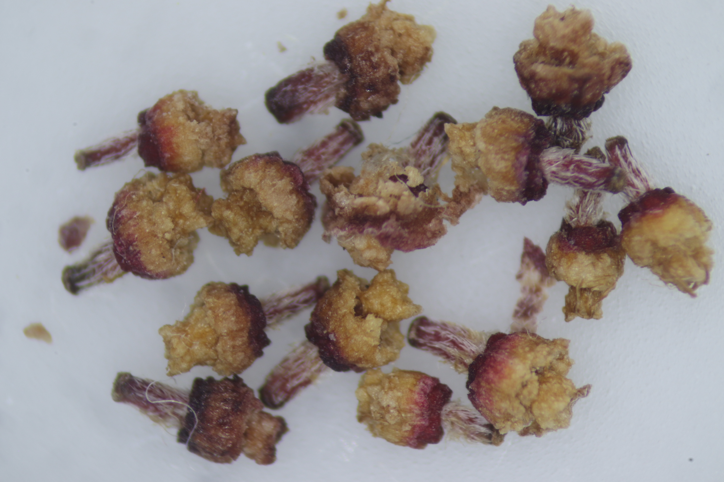 Datei:Chinesischerblumenhartriegel6.jpg