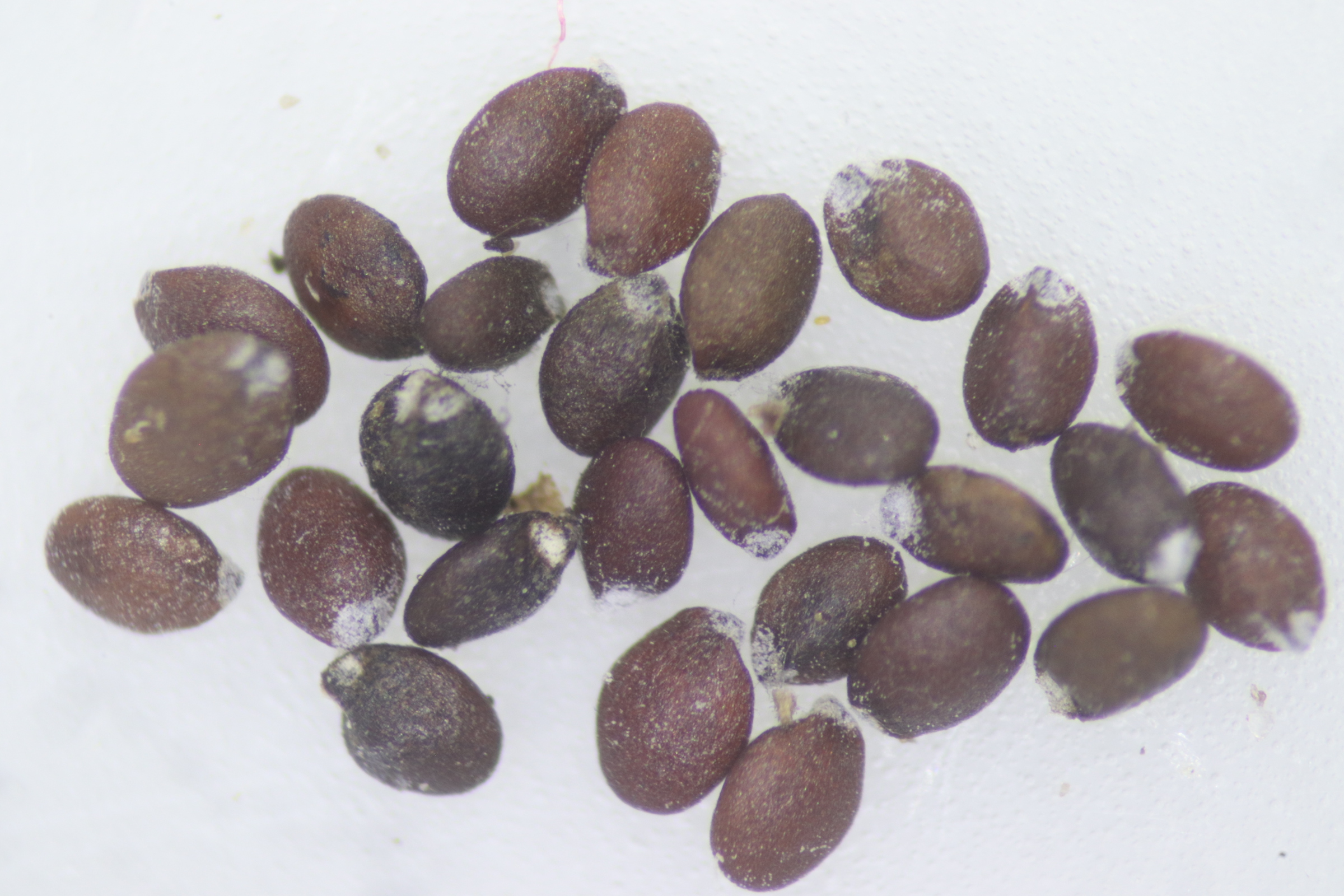 Datei:Griechischeroregano5.jpg
