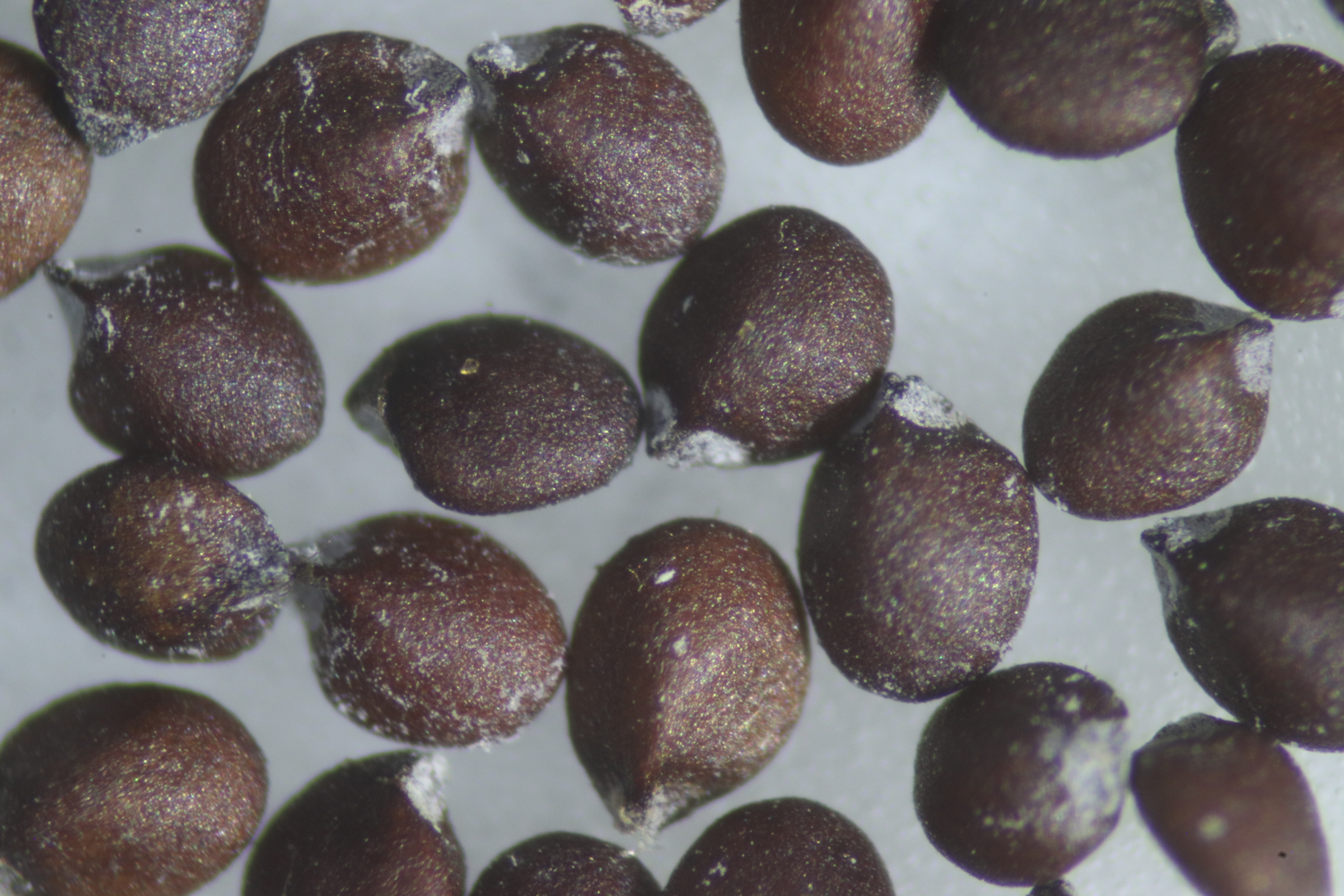 Datei:Oregano7.jpg