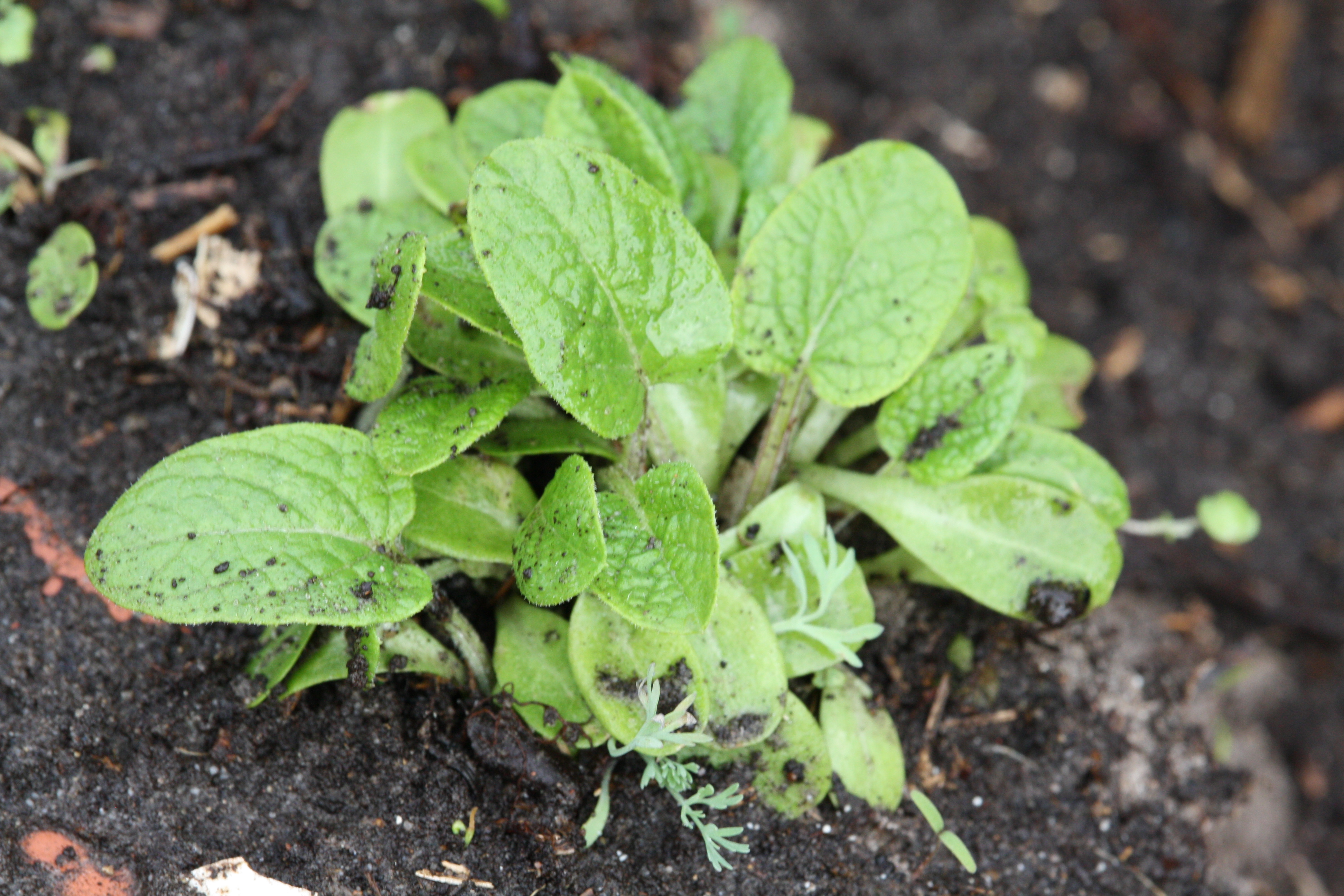 Vorschaubild der Version vom 18:40, 3. Mai 2015