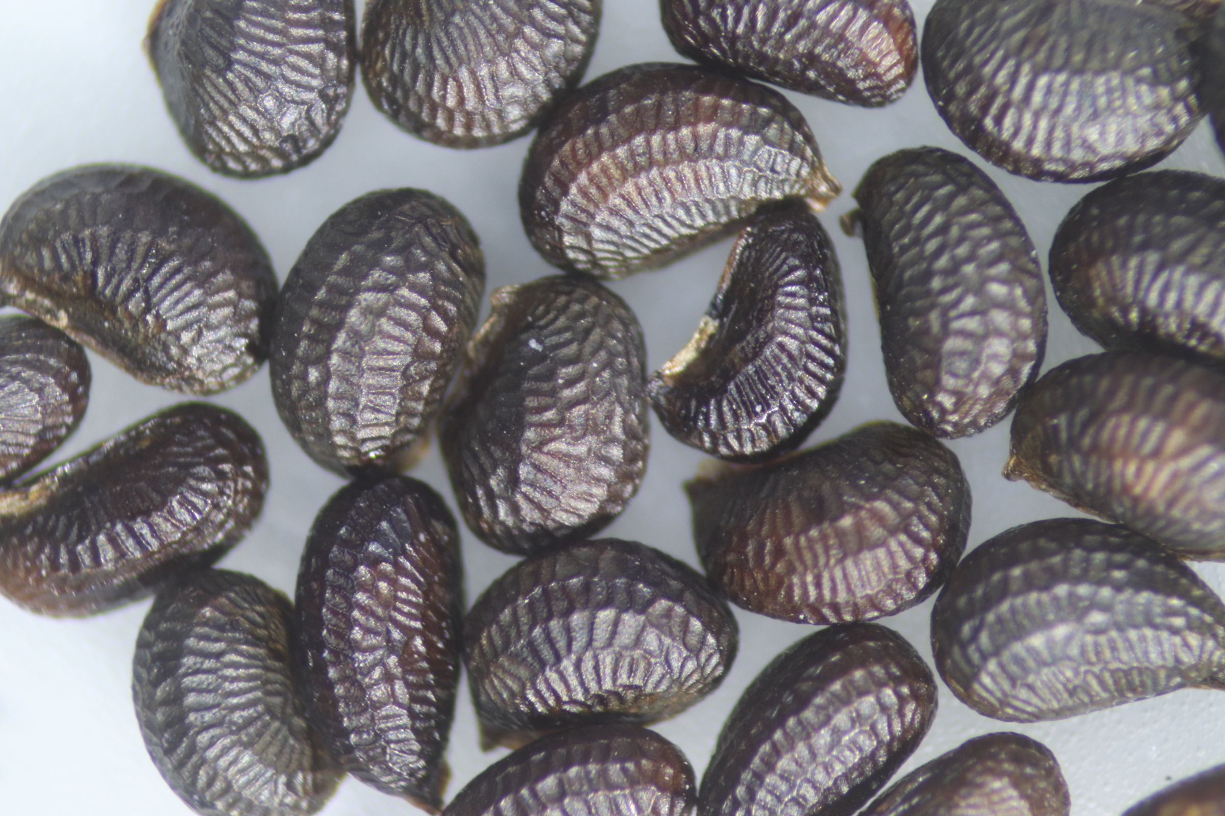 Datei:Hornmohn9.jpg