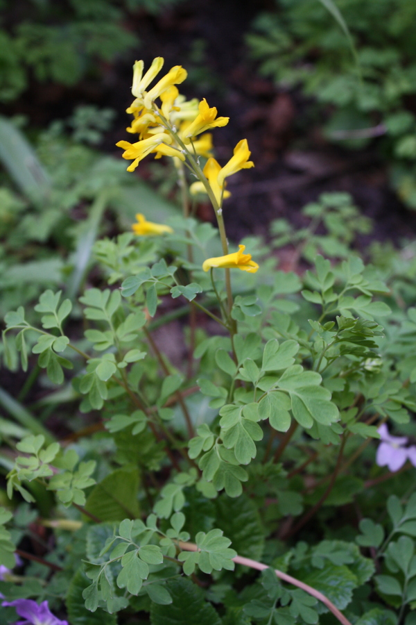 Gelber Lerchensporn (Pseudofumaria lutea) Pflanzenwiki
