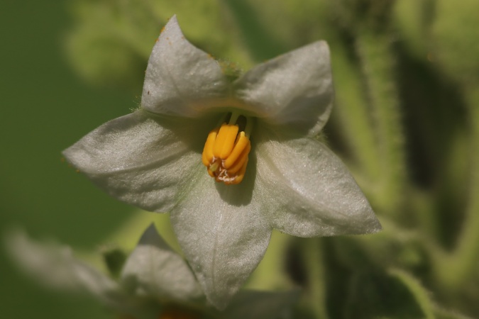 Zwergtamarillo (Solanum abutiloides) Pflanzenwiki