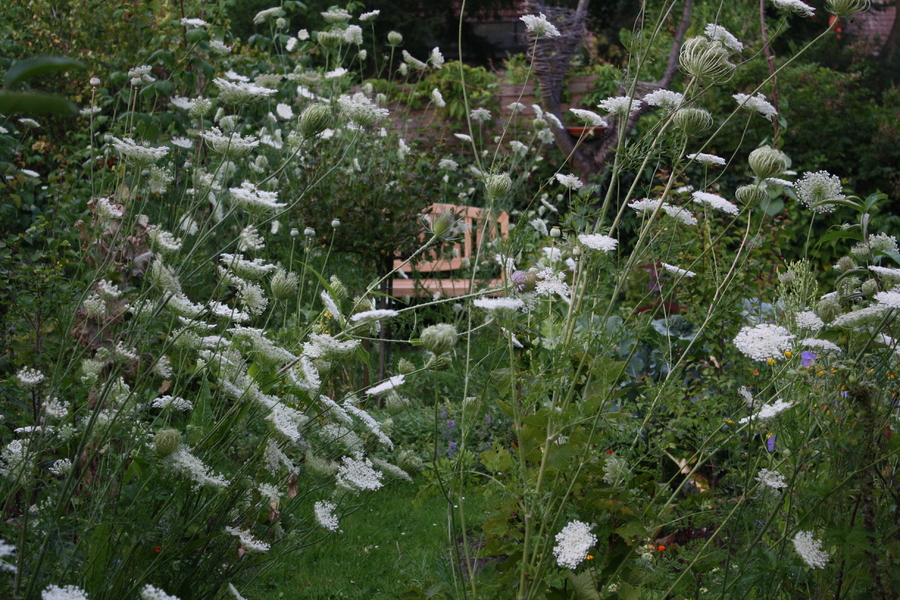 wilde-m-hre-daucus-carota-pflanzenwiki