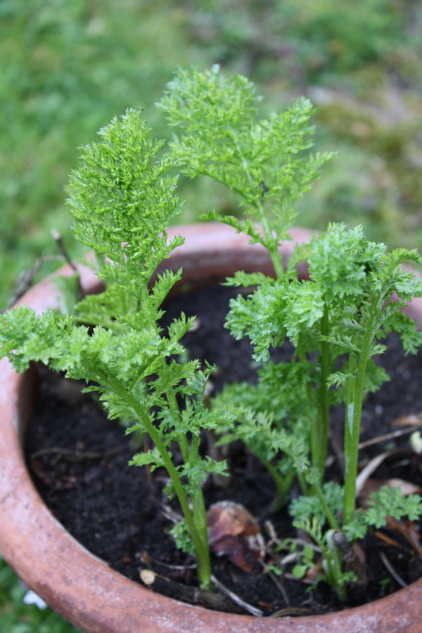 Schwarze Edelraute (Artemisia species) Pflanzenwiki