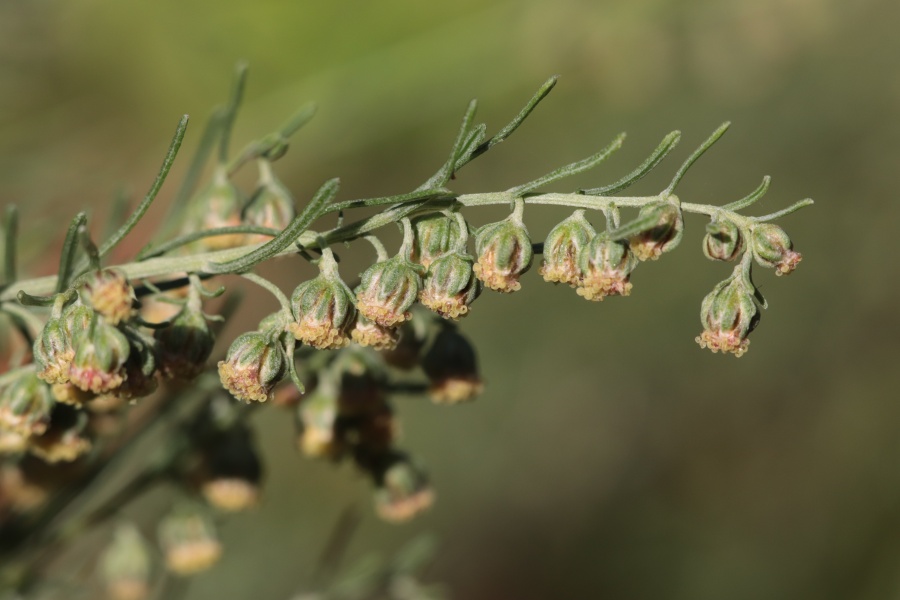 ColaStrauch (Artemisia alba) Pflanzenwiki