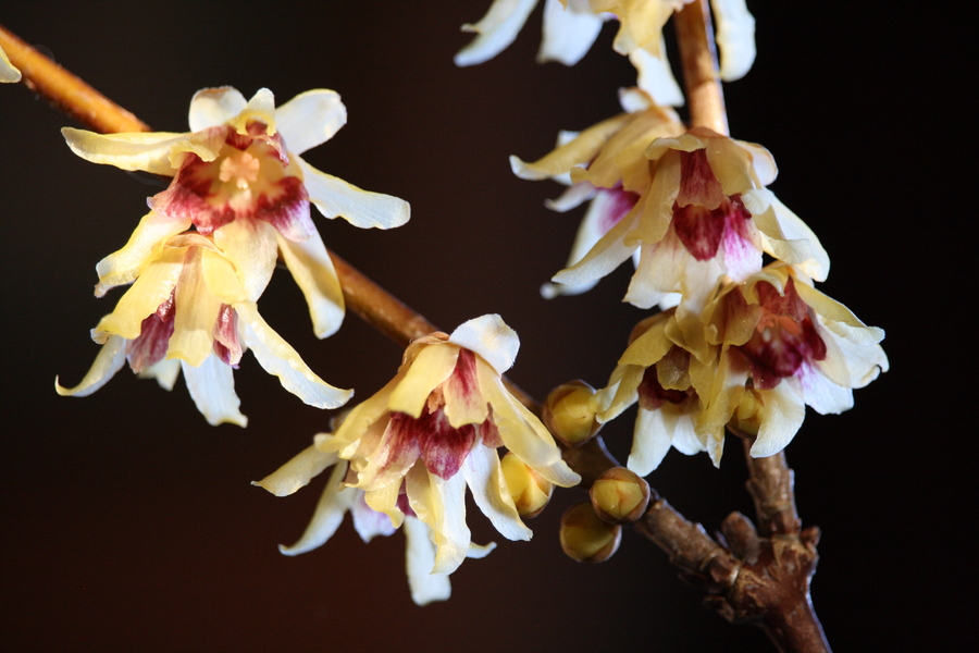 Chinesische Winterblüte (Chimonanthus praecox) Pflanzenwiki