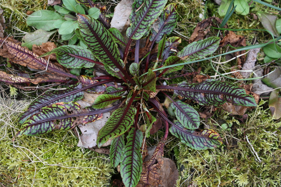 Blutampfer (Rumex sanguineus) – Pflanzenwiki