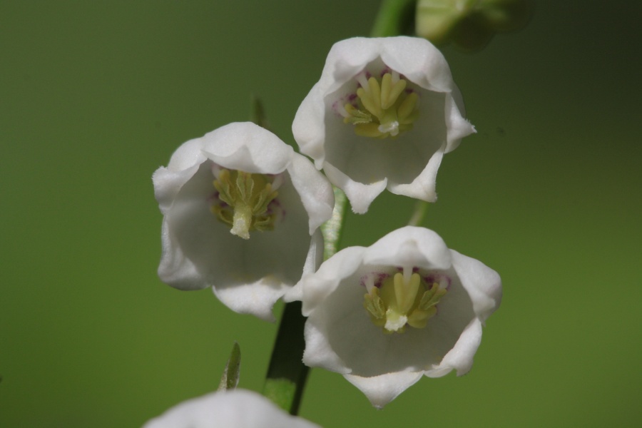 Maiglöckchen (Convallaria majalis) Pflanzenwiki