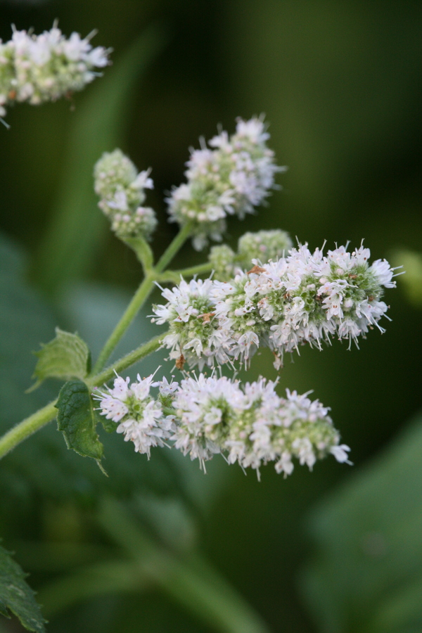 Apfelminze (Mentha rotundifolia) Pflanzenwiki