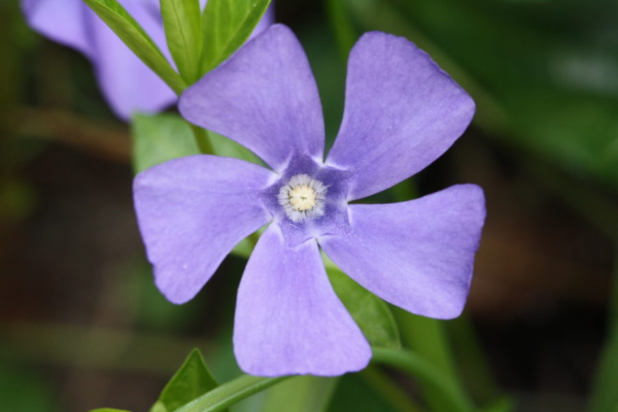 Kleines Immergrün (Vinca minor) Pflanzenwiki