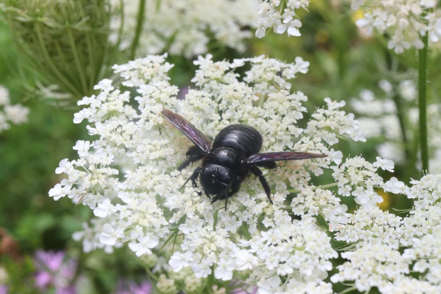 wilde-m-hre-daucus-carota-pflanzenwiki