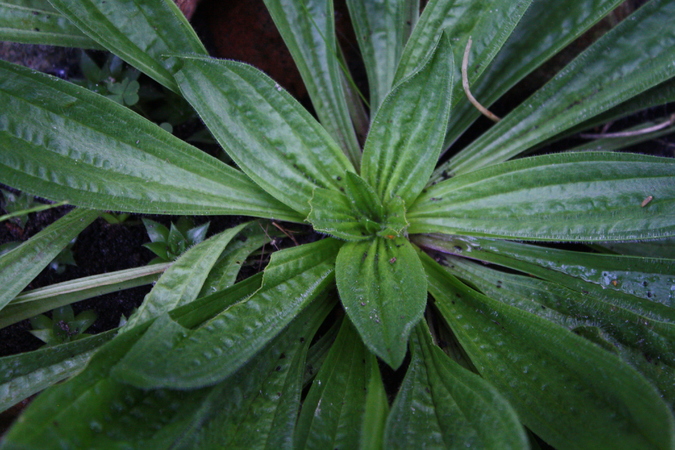 Spitzwegerich (Plantago lanceolata) Pflanzenwiki
