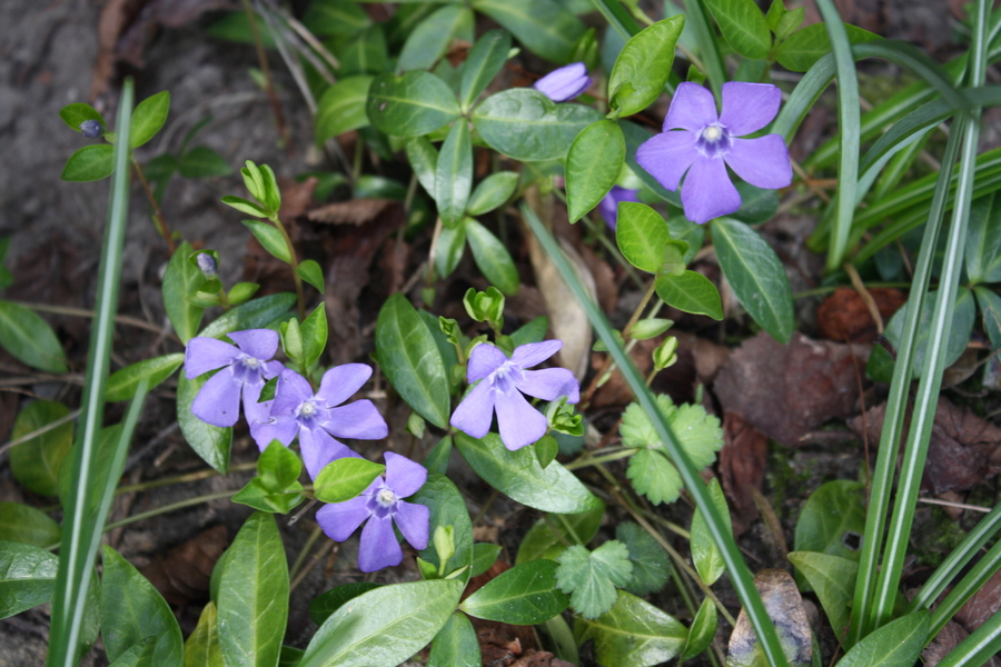 Kleines Immergrün (Vinca minor) Pflanzenwiki