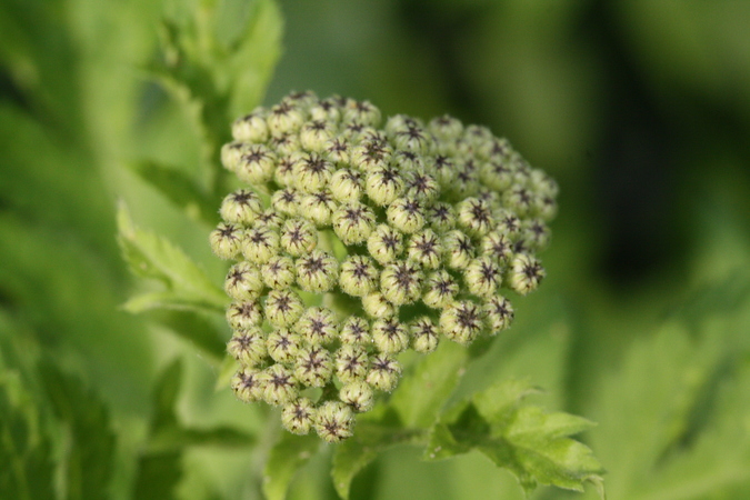 Großblättrige Wucherblume (Tanacetum macrophyllum) Pflanzenwiki