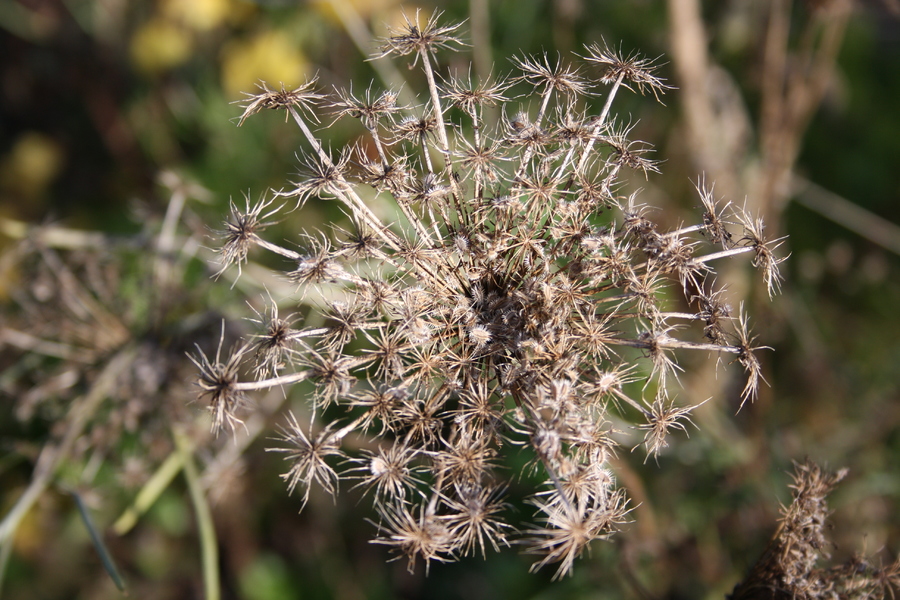 wilde-m-hre-daucus-carota-pflanzenwiki