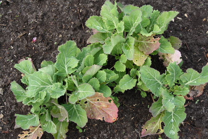 Ewiger Kohl (Brassica oleracea var. ramosa) Pflanzenwiki