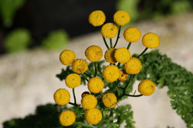Schwarze Edelraute (Artemisia species) Pflanzenwiki