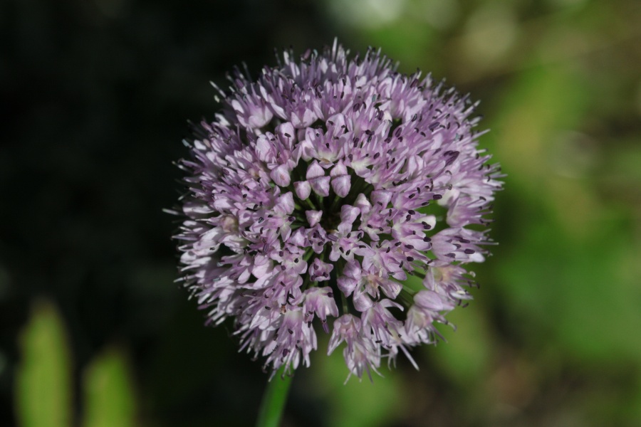 Kanadischer Lauch (Allium canadense var. lavandulare) Pflanzenwiki