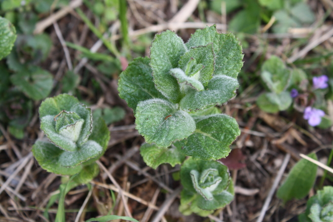 Apfelminze (Mentha rotundifolia) Pflanzenwiki