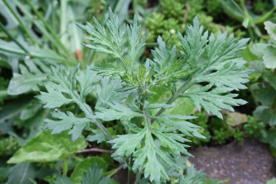 Beifuß (Artemisia vulgaris) – Pflanzenwiki