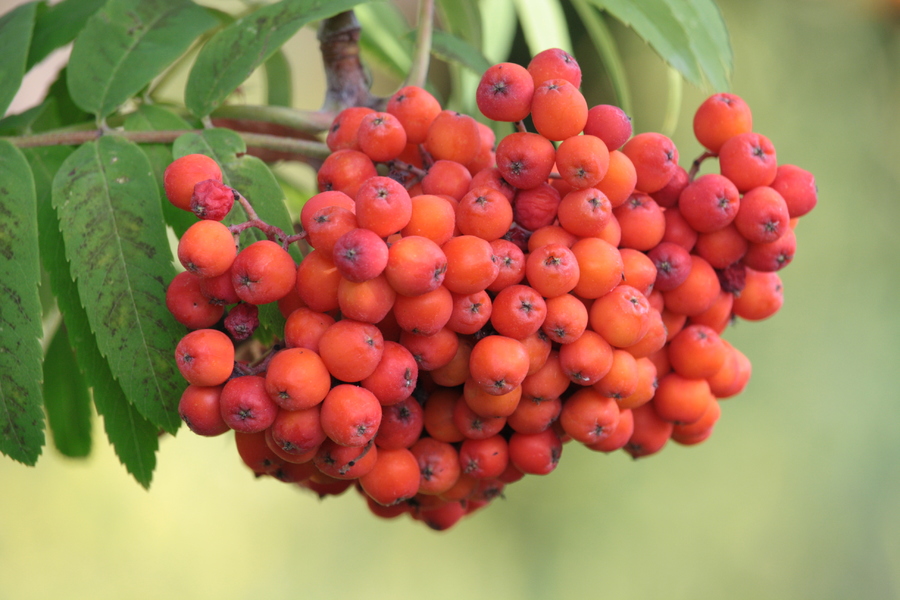 eberesche-sorbus-aucuparia-pflanzenwiki