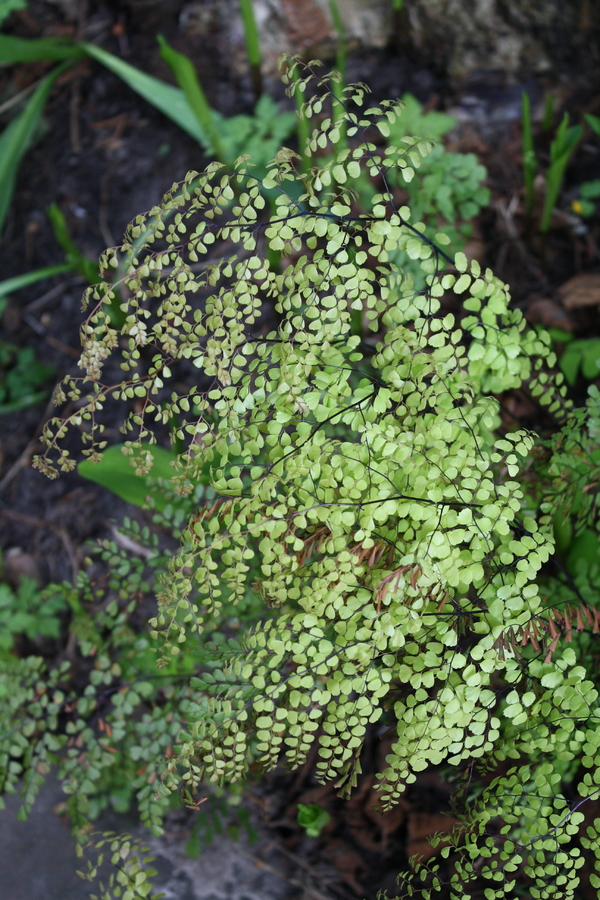 Frauenhaarfarn (Adiantum venustum) Pflanzenwiki