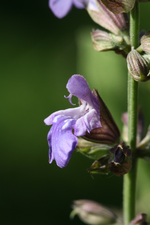 Salbei (Salvia officinalis) Pflanzenwiki