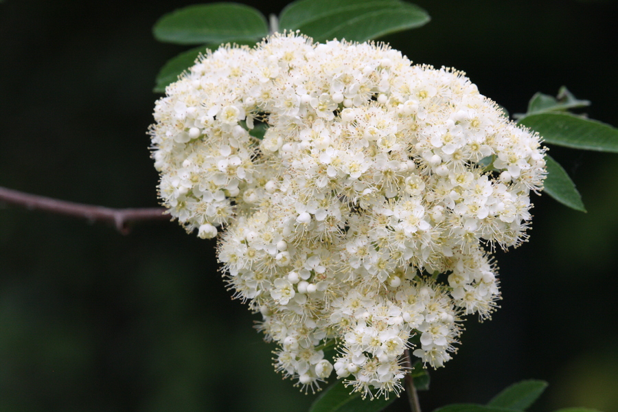 Eberesche (Sorbus aucuparia) Pflanzenwiki