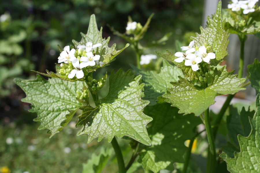 Knoblauchsrauke (Alliaria petiolata) Pflanzenwiki