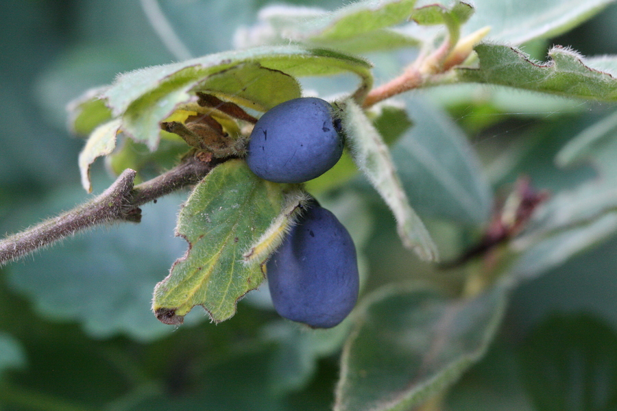 maibeere-lonicera-caerulea-pflanzenwiki