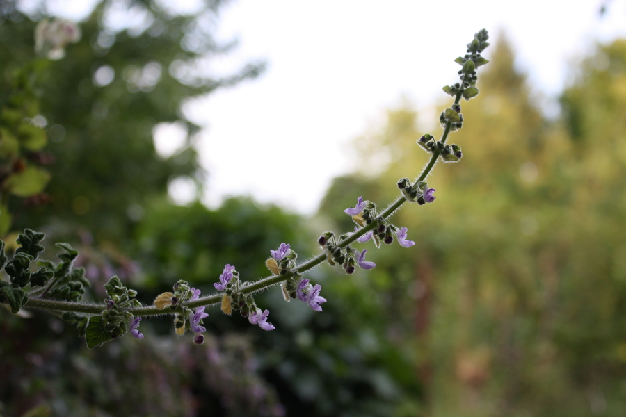 Rosenweihrauch (Coleus venteri) – Pflanzenwiki