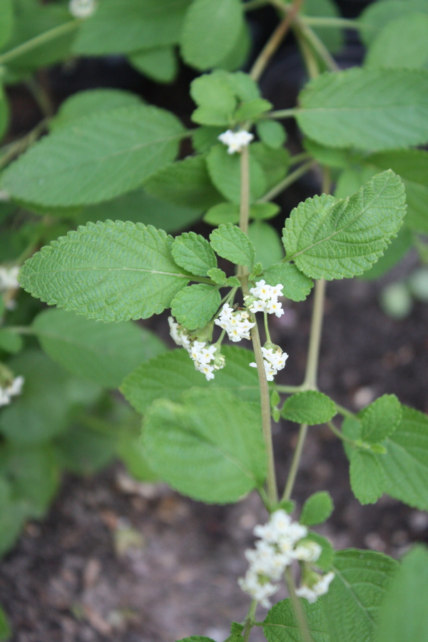 mexikanischer-oregano-lippia-graveolens-pflanzenwiki