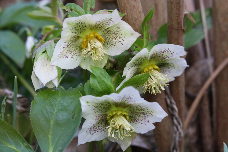 Lenzrose (Helleborus orientalis) Pflanzenwiki