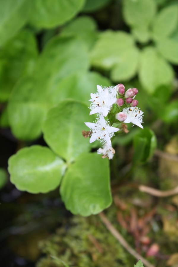 NatureHolic Fieberklee Menyanthes Trifoliata | Sumpfpflanze Für Teich | Winterfest Bis 10cm Wassertiefe