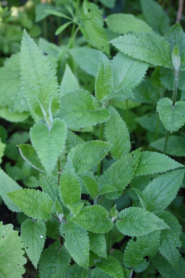 Knollenziest (Stachys Sieboldii) – Pflanzenwiki