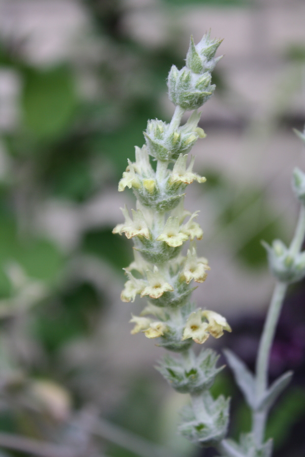 Griechischer Bergtee (Sideritis syriaca) – Pflanzenwiki