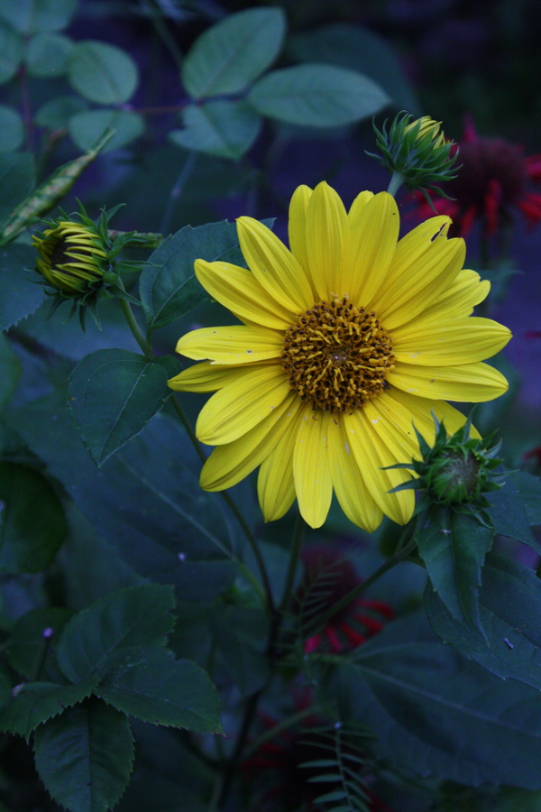 Staudensonnenblume (Helianthus decapetalus) Pflanzenwiki