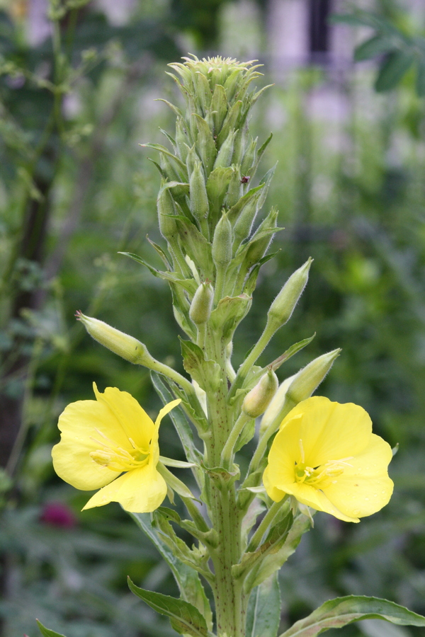 nachtkerze-oenothera-biennis-pflanzenwiki