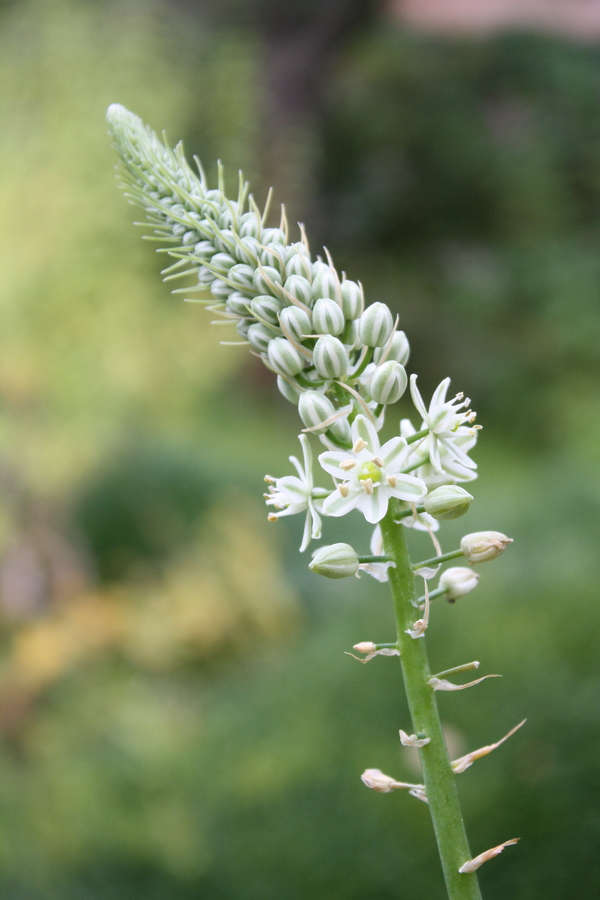 Falsche Meerzwiebel (Ornithogalum caudatum) Pflanzenwiki