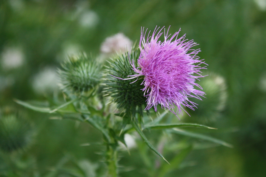 Lanzett Kratzdistel (Cirsium vulgare) Pflanzenwiki