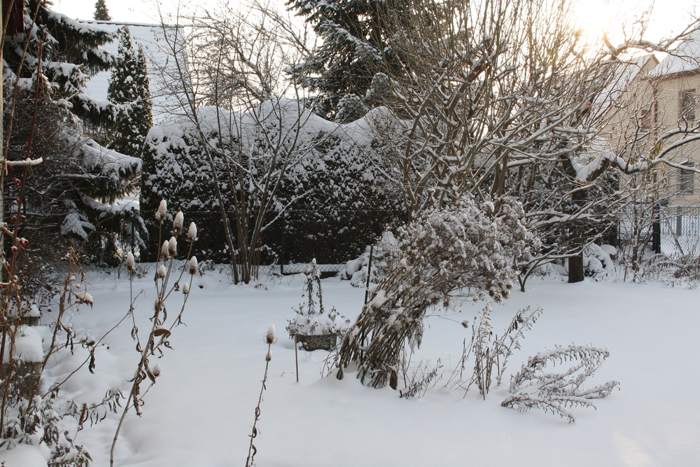 Winter Pflanzenwiki