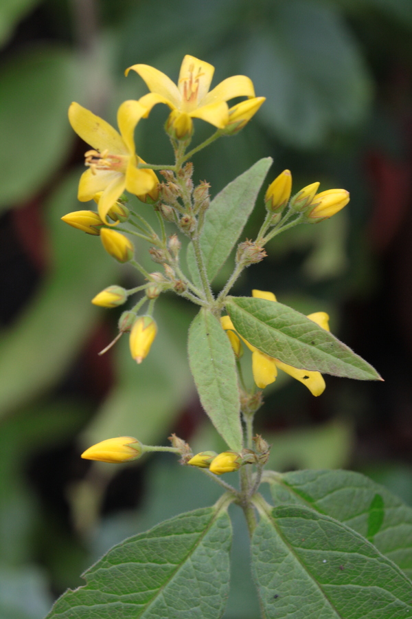 Gilbweiderich (Lysimachia vulgaris) Pflanzenwiki