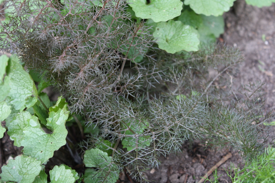 Bronzefenchel (Foeniculum vulgare purpureum) Pflanzenwiki