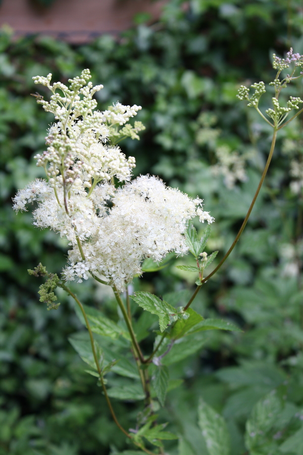 Echte Mädesüß Samen (Filipendula Ulmaria) – 500 Samen Für Den Garten