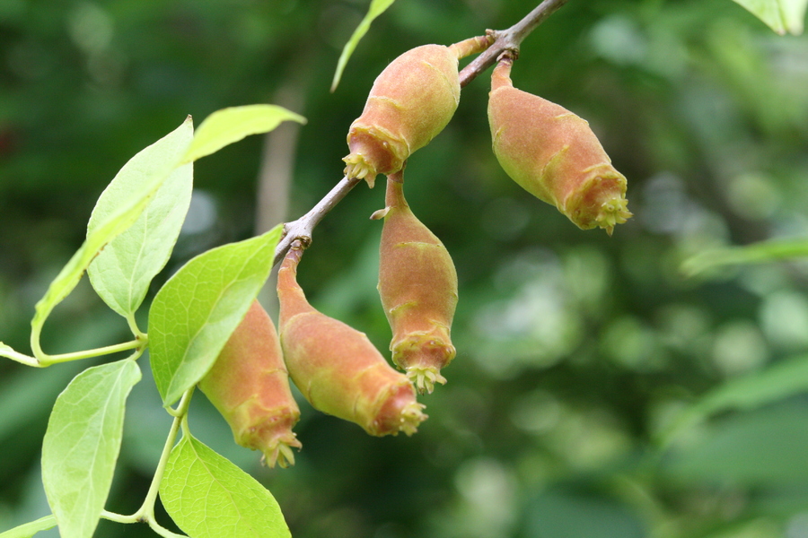 Chinesische Winterblüte (Chimonanthus praecox) Pflanzenwiki