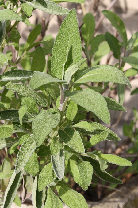 Salbei (Salvia officinalis) Pflanzenwiki