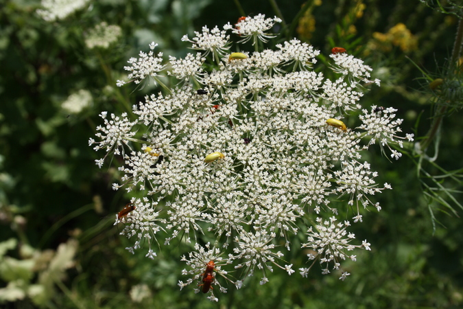 wilde-m-hre-daucus-carota-pflanzenwiki