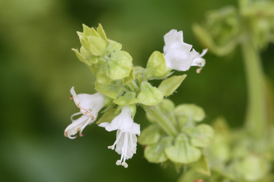 Basilikum (Ocimum basilicum) Pflanzenwiki